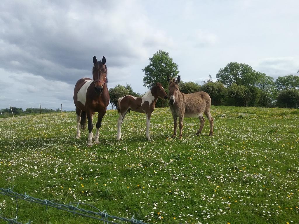 Rocksberry Bed & Breakfast Castlebar Eksteriør bilde